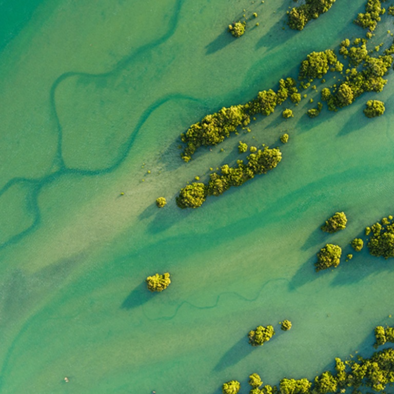 Reeds formation at lake