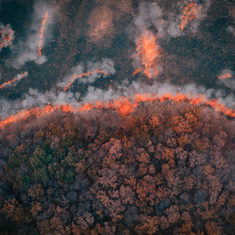 A strip of Dry Grass sets Fire to Trees in dry Forest: Forest fire - Aerial drone top view. Forest fire: fire with smoke from the height of a bird flight.